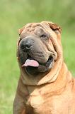 SHAR-PEI 933